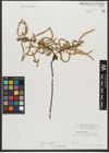Foto von Salix triandra subsp. amygdalina (L.) Schübl. & G. Martens
